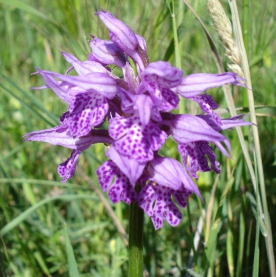 Orchidee dalla Puglia